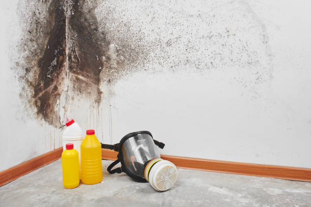 Best Attic Mold Removal  in Belleville, MI