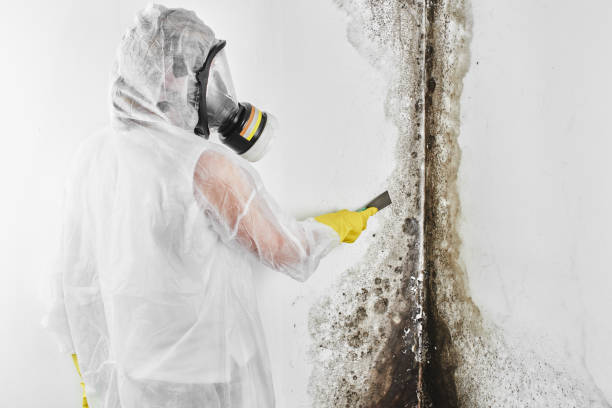 Best Mold Cleaning Services  in Belleville, MI