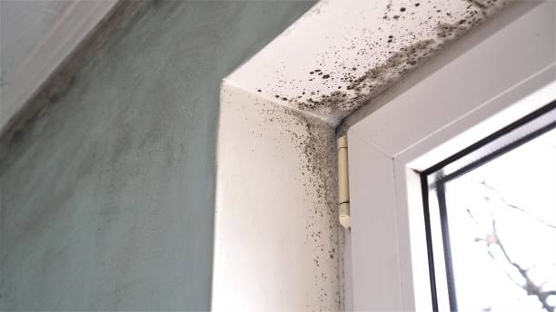 Best Attic Mold Removal  in Belleville, MI