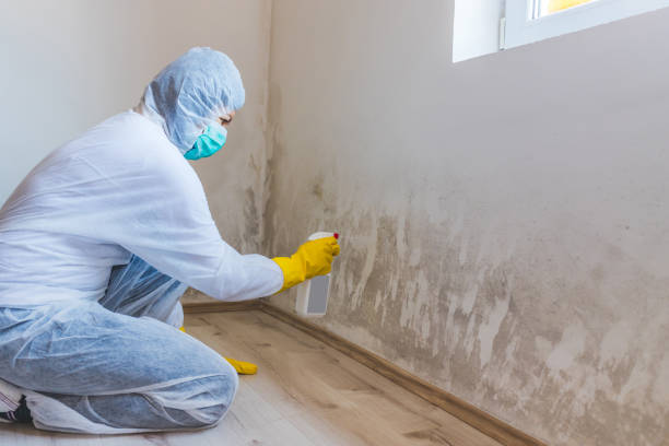 Best Emergency Mold Removal  in Belleville, MI