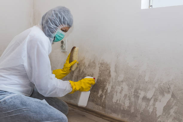 Best Mold Damage Repair  in Belleville, MI