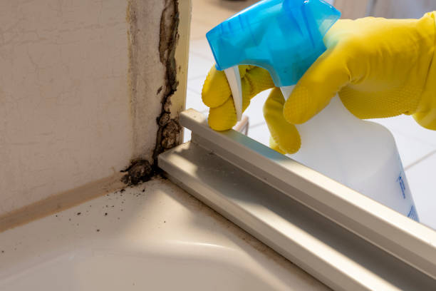 Best Same-Day Mold Removal  in Belleville, MI