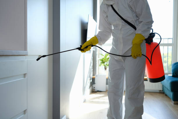 Attic Mold Removal in Belleville, MI