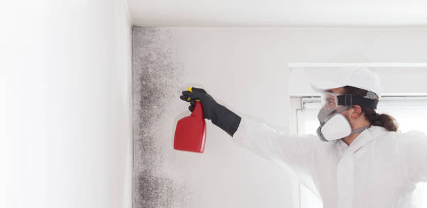 Best Residential Mold Removal  in Belleville, MI