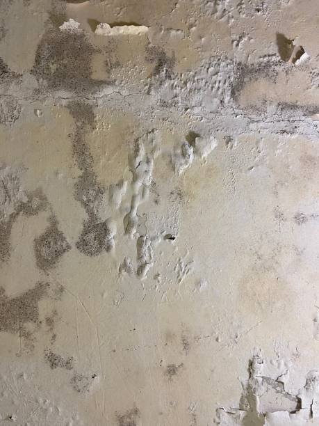 Best Mold Damage Repair  in Belleville, MI