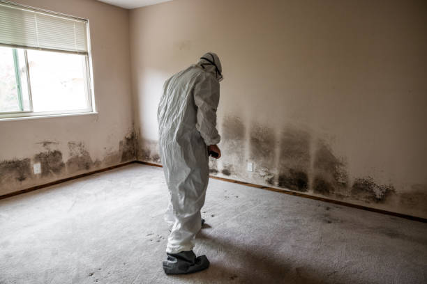 Best Mold Removal Near Me  in Belleville, MI