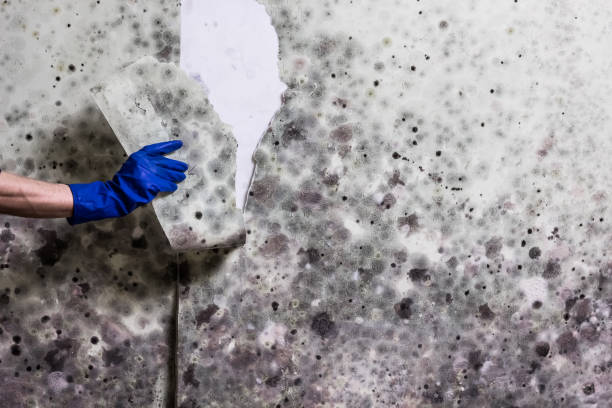Best Attic Mold Removal  in Belleville, MI