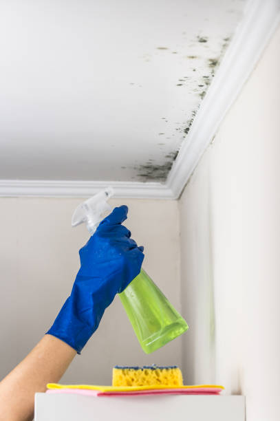 Best Best Mold Removal Companies  in Belleville, MI
